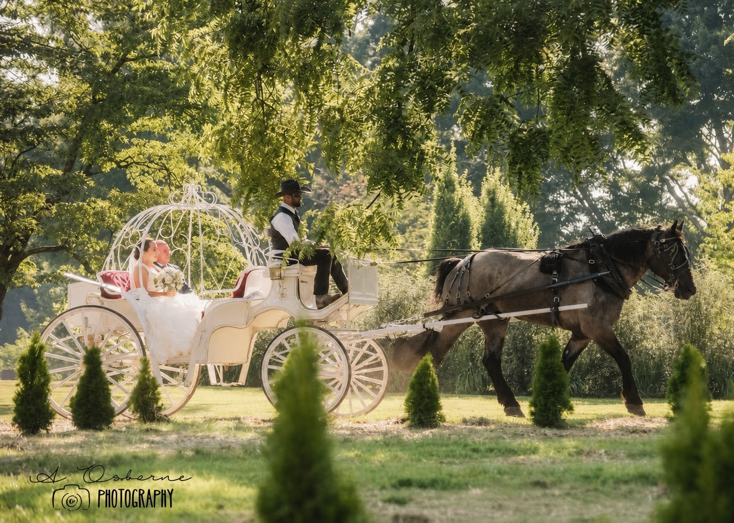 Newlywed couple riding in a white horse-drawn carriage.
